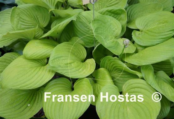 Hosta Eternity